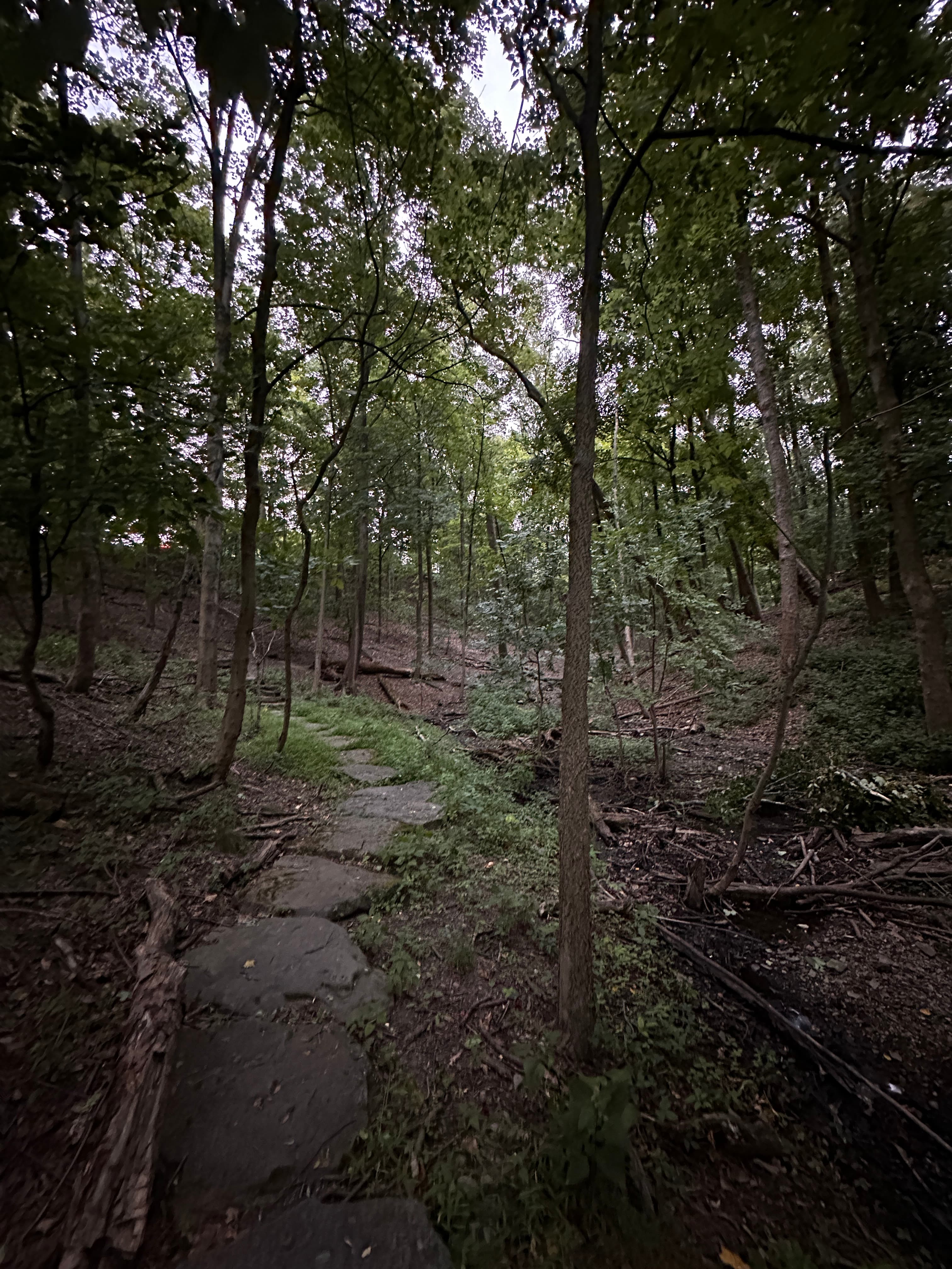 FOREST